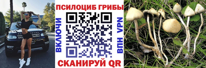 Псилоцибиновые грибы Cubensis  Плёс 